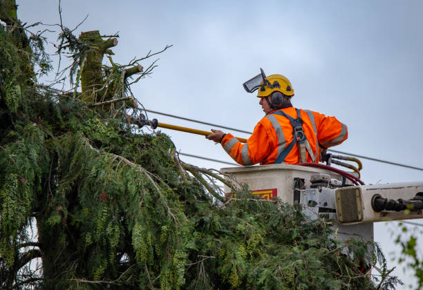 How Our Tree Care Process Works  in  Jessup, MD